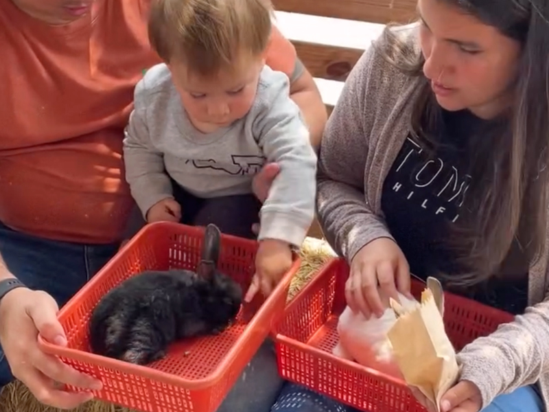 Acaricia un conejito